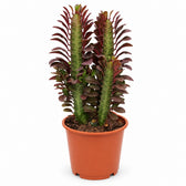 Euphorbia Trigona Rubra (40cm, Ø12cm) im Kulturtopf