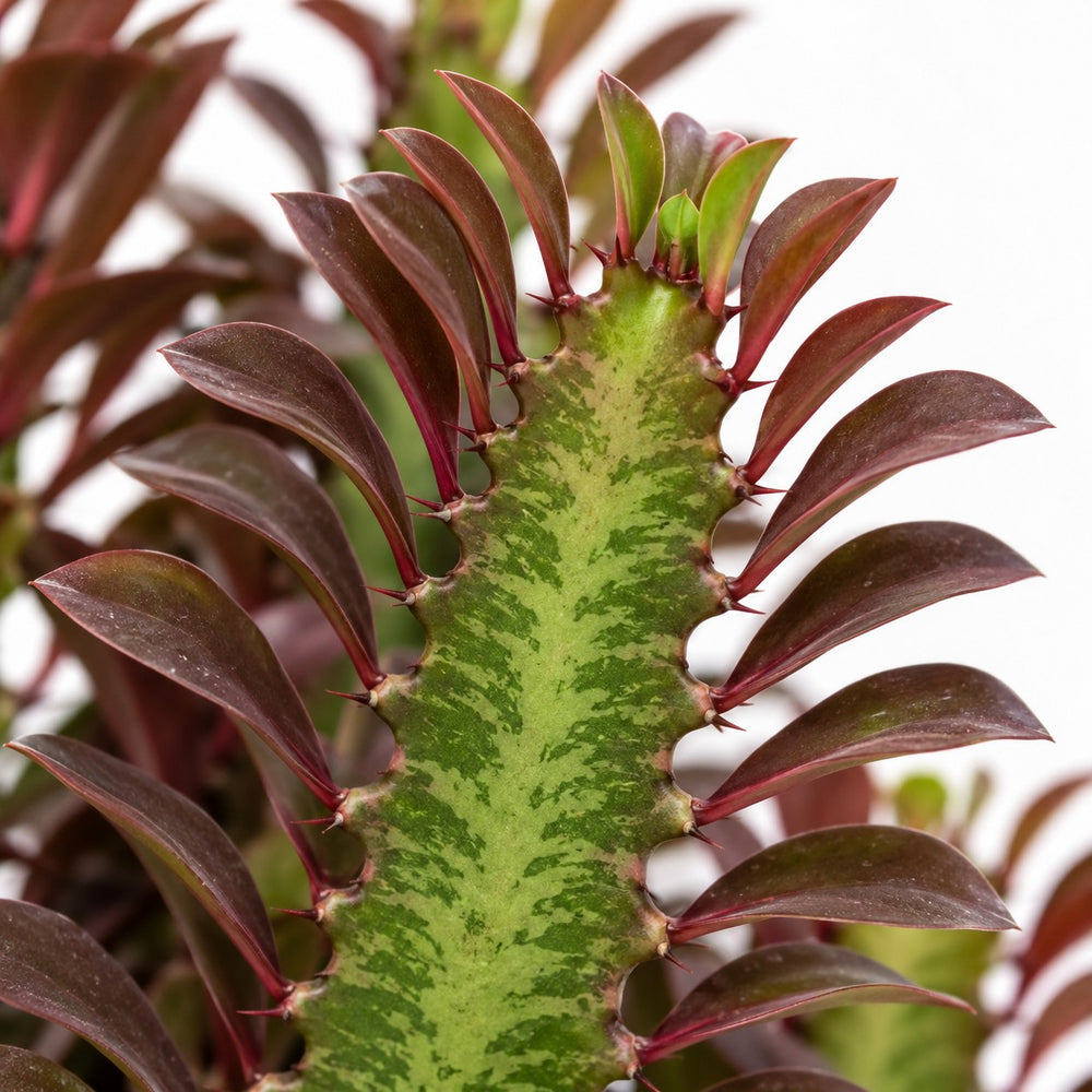 Euphorbia Trigona Rubra (40cm, Ø12cm), Nahaufnahme Blatt