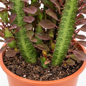 Euphorbia Trigona Rubra (40cm, Ø12cm), Nahaufnahme Wuchs und Triebansatz