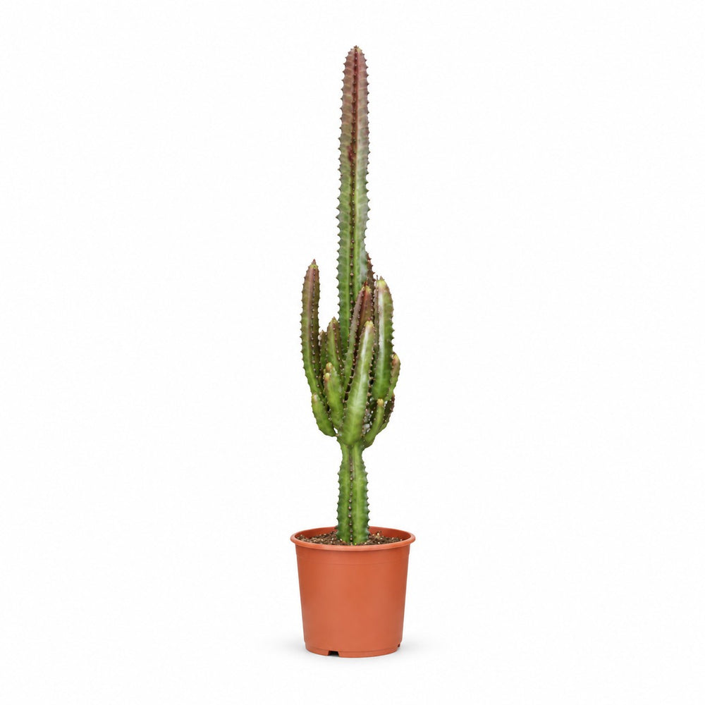 Euphorbia Trigona Rubra (70cm, Ø17cm) im Kulturtopf