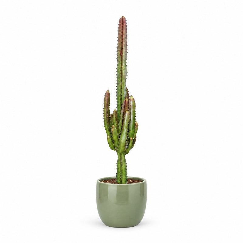 Euphorbia Trigona Rubra Detail