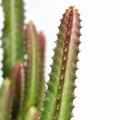 Euphorbia Trigona Rubra, Nahaufnahme Blatt