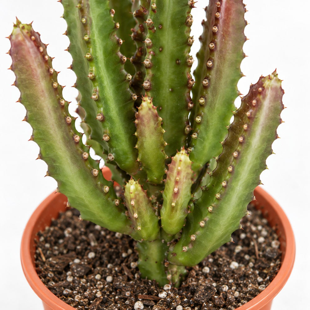 Euphorbia Trigona Rubra, Nahaufnahme Wuchs und Triebansatz