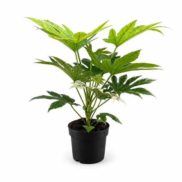 Fatsia Japonica Spider Web (50cm, Ø17cm) im Kulturtopf