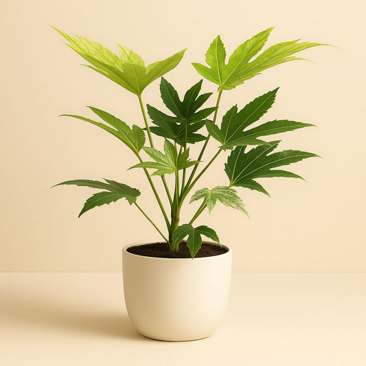 Fatsia Japonica Spider Web - 50cm