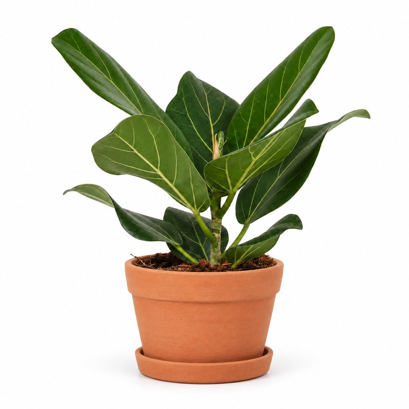 Ficus Benghalensis Detail