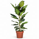 Ficus Benghalensis Joy (90cm, Ø21cm) im Kulturtopf