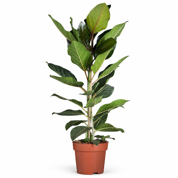 Ficus Benghalensis Joy (90cm, Ø21cm) im Kulturtopf