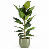 Ficus Benghalensis Joy (90cm, Ø21cm), Stylingbeispiel im Übertopf (Übertopf nicht enthalten)
