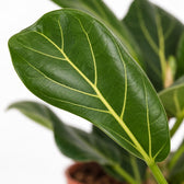 Ficus Benghalensis, Nahaufnahme Blatt