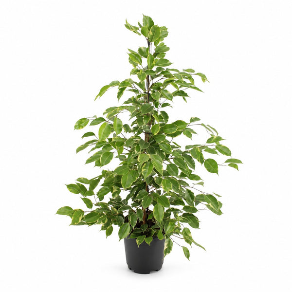 Ficus Benjamina Golden King (95cm, Ø21cm) im Kulturtopf
