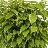 Ficus Benjamina Kinky 28cm im 12cm Topf Nahaufnahme
