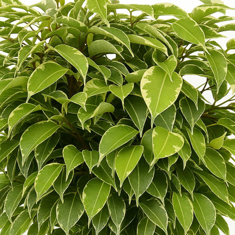 Ficus Benjamina Kinky Detail