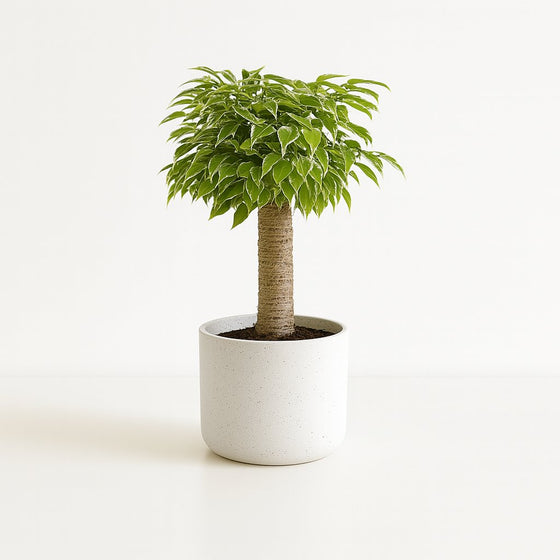 Ficus Benjamina Kinky