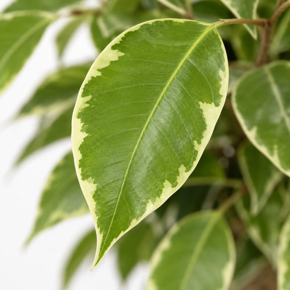 Ficus Benjamina Kinky, Nahaufnahme Blatt