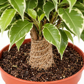 Ficus Benjamina Kinky, Nahaufnahme Wuchs und Triebansatz