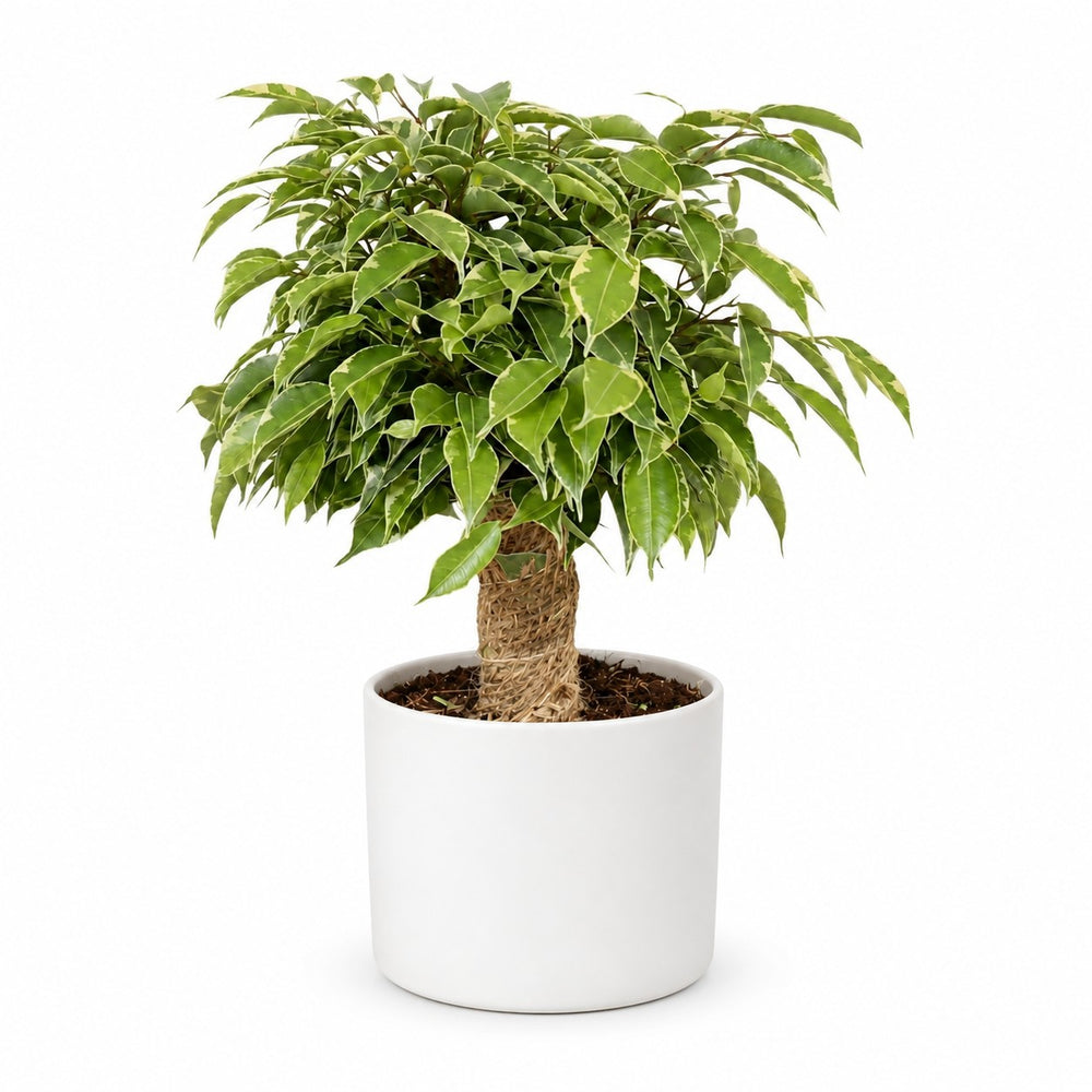 Ficus Benjamina Kinky (28cm, Ø12cm), Stylingbeispiel im Übertopf (Übertopf nicht enthalten)