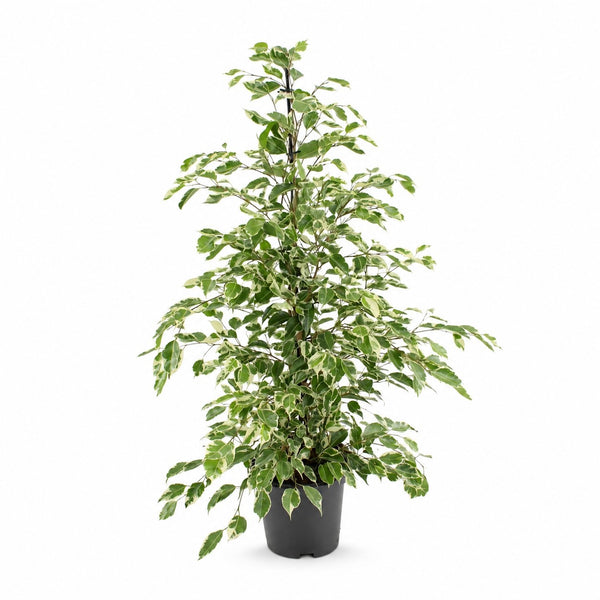 Ficus benjamina Twilight (95cm, Ø21cm) im Kulturtopf