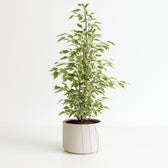Ficus benjamina Twilight 95cm im 21cm Topf