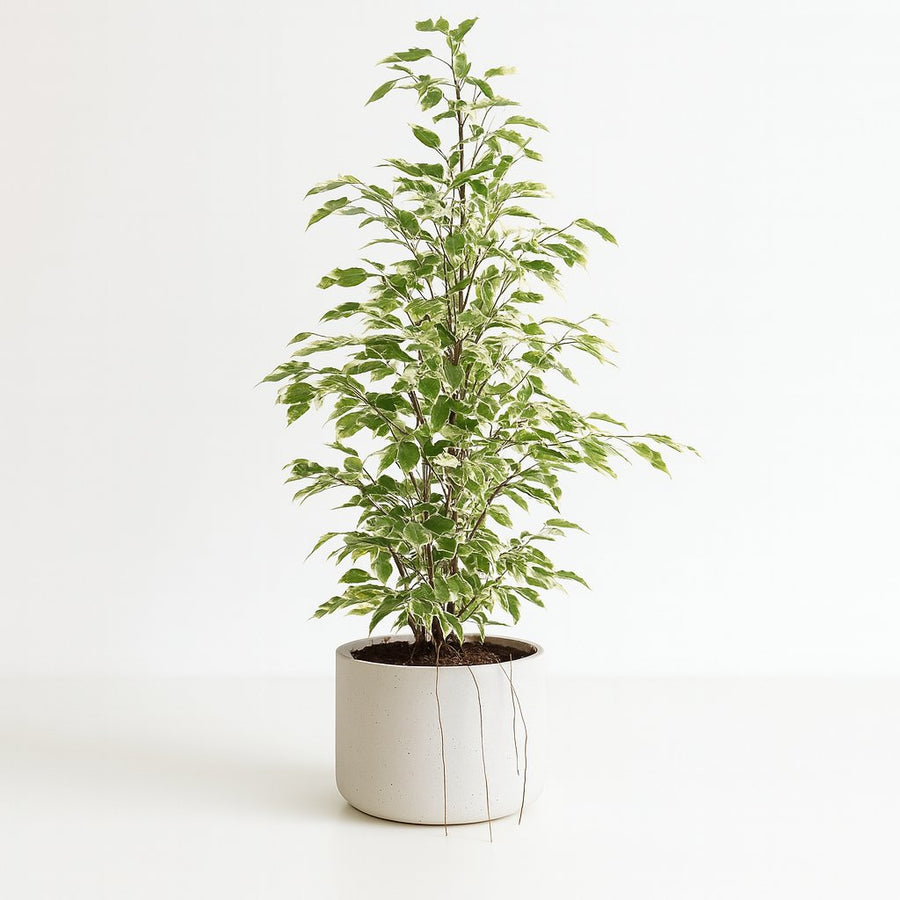 Ficus Benjamina Twilight | Große Blätter & Robust