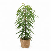 Ficus Binnendijkii Alii (80cm, Ø21cm), Stylingbeispiel im Übertopf (Übertopf nicht enthalten)