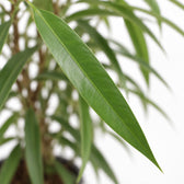 Ficus Binnendijkii Alii, Nahaufnahme Blatt