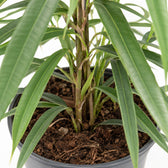 Ficus Binnendijkii Alii, Nahaufnahme Wuchs und Triebansatz