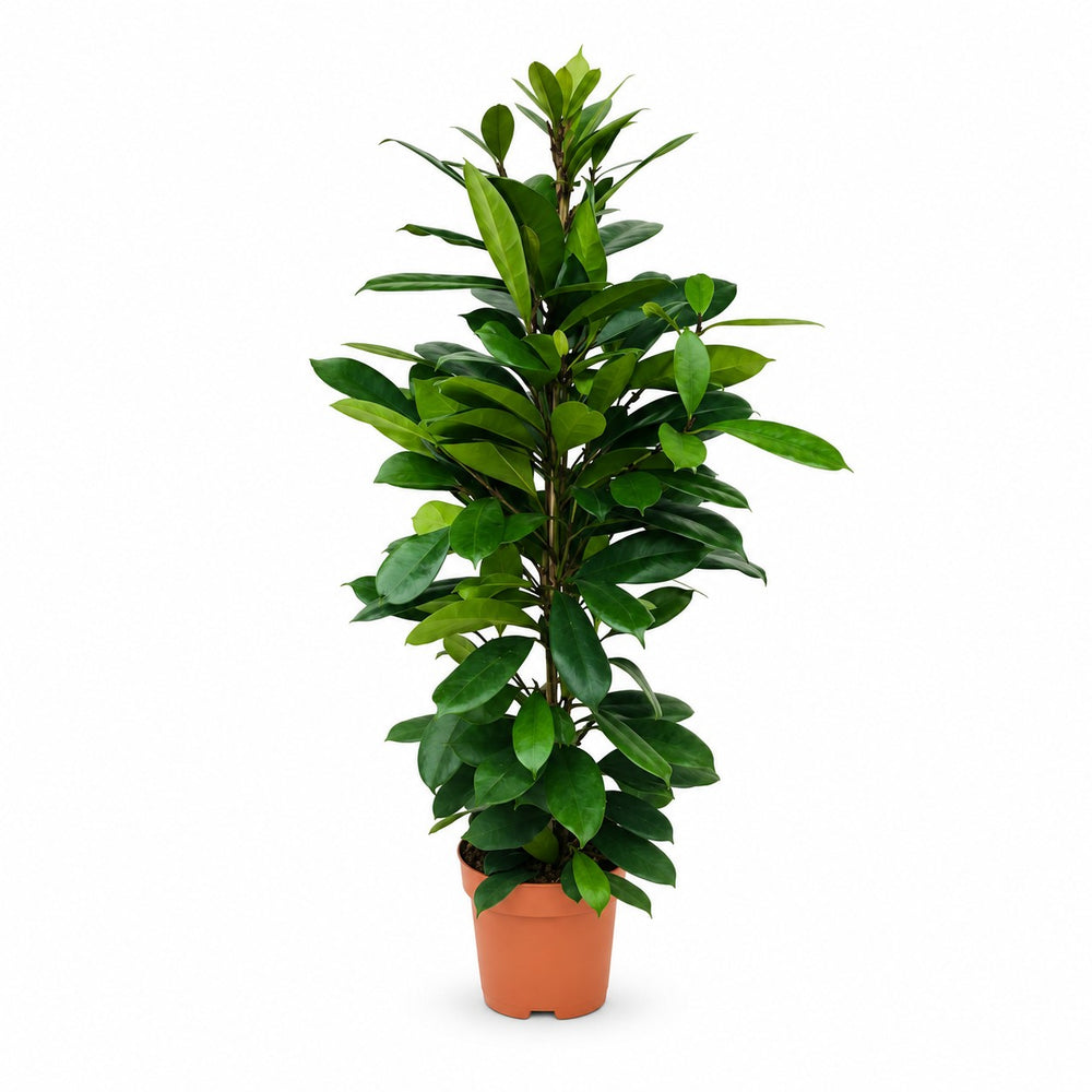 Ficus Cyathistipula (105cm, Ø21cm) im Kulturtopf