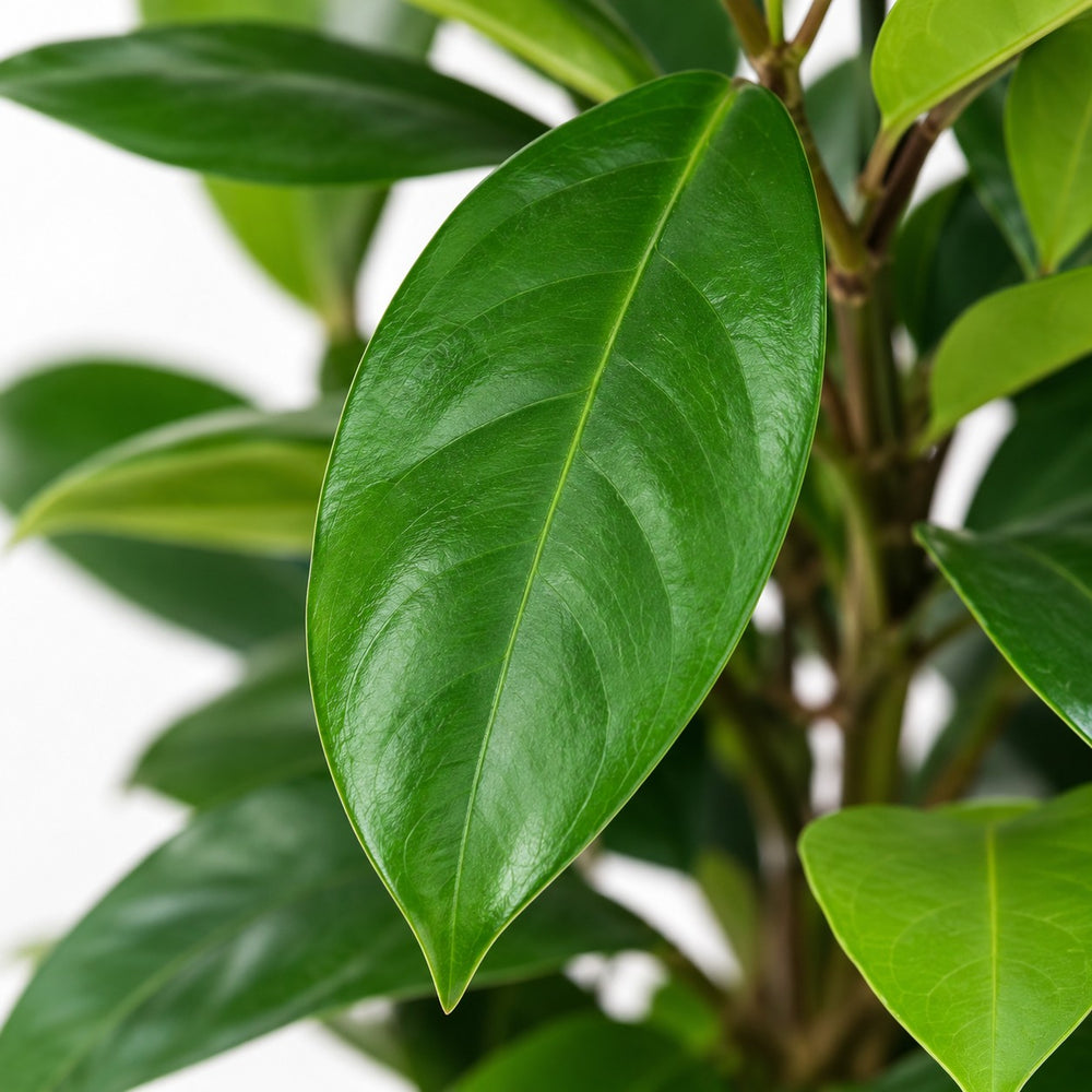 Ficus Cyathistipula (105cm, Ø21cm), Nahaufnahme Blatt