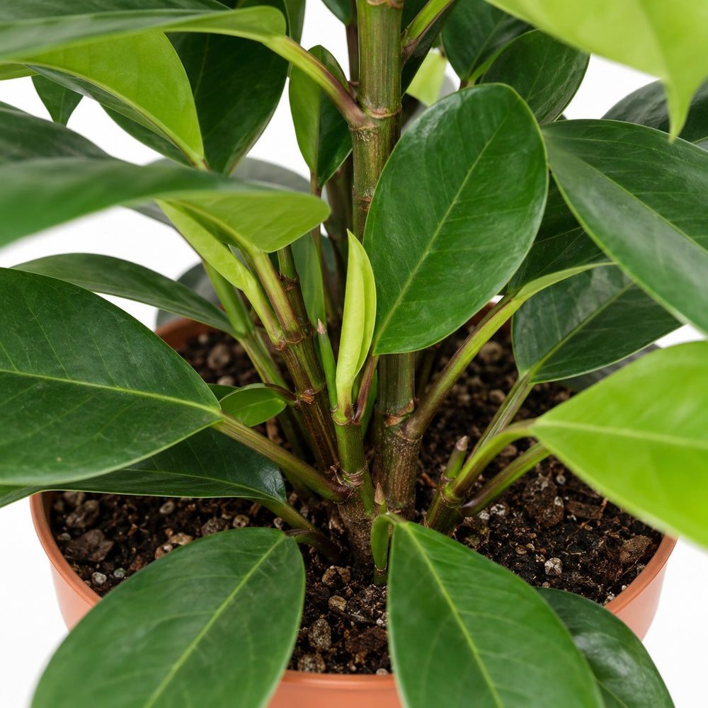 Ficus Cyathistipula (105cm, Ø21cm), Nahaufnahme Wuchs und Triebansatz