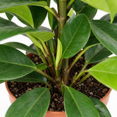 Ficus Cyathistipula (105cm, Ø21cm), Nahaufnahme Wuchs und Triebansatz