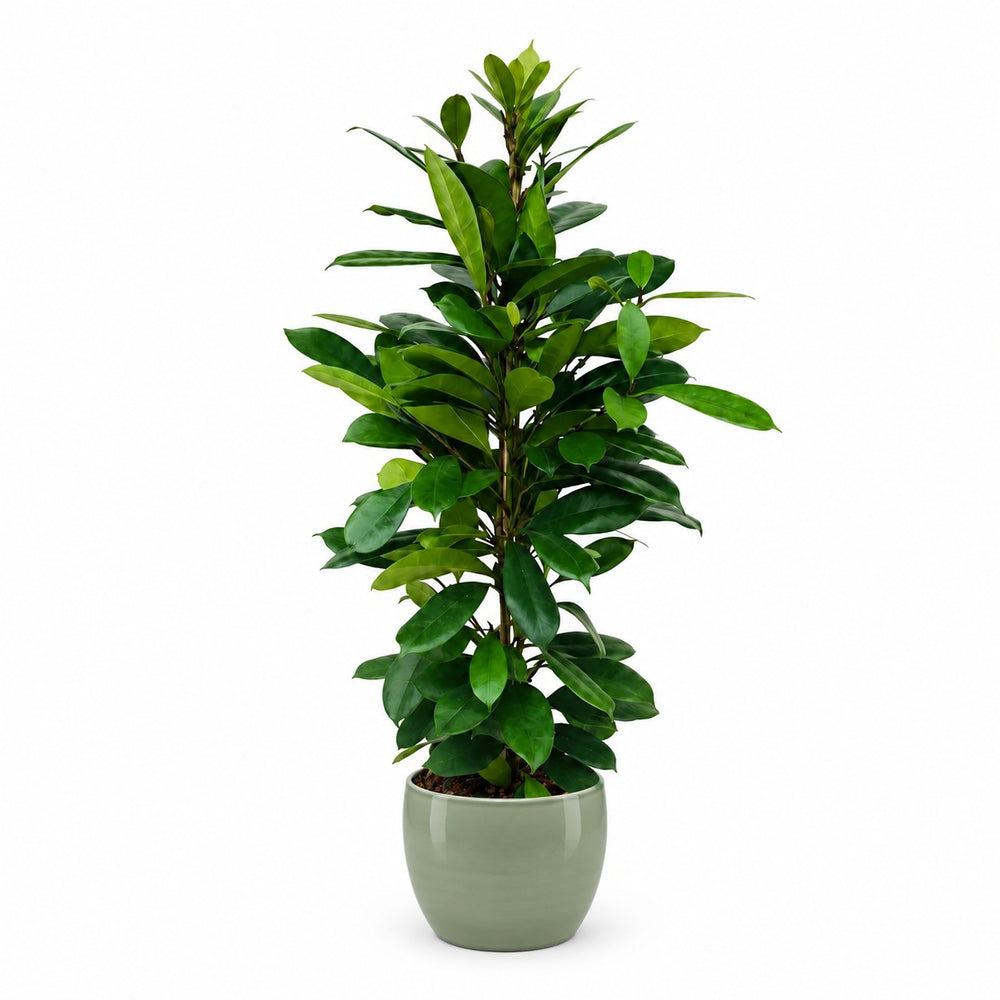 Ficus Cyathistipula (105cm, Ø21cm), Stylingbeispiel im Übertopf (Übertopf nicht enthalten)