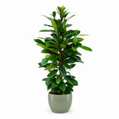 Ficus Cyathistipula (105cm, Ø21cm), Stylingbeispiel im Übertopf (Übertopf nicht enthalten)