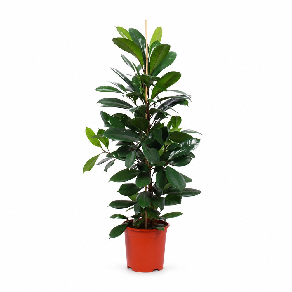 Ficus Cyathistipula - 105cm im Kulturtopf