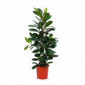 Ficus Cyathistipula - 105cm im Kulturtopf