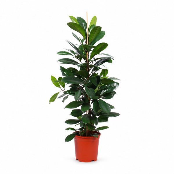 Ficus Cyathistipula - 105cm im Kulturtopf