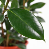 Ficus Cyathistipula, Nahaufnahme Blatt