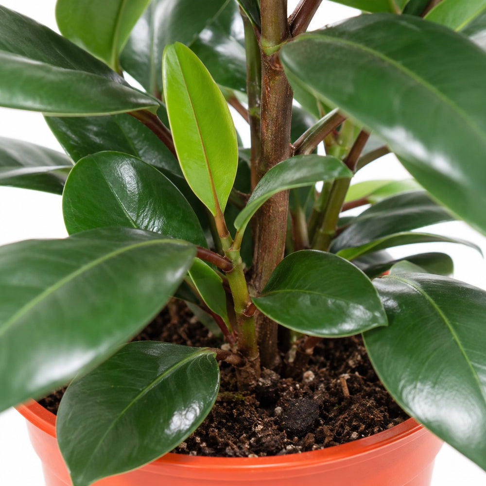 Ficus Cyathistipula, Nahaufnahme Wuchs und Triebansatz