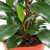 Ficus Cyathistipula, Nahaufnahme Wuchs und Triebansatz