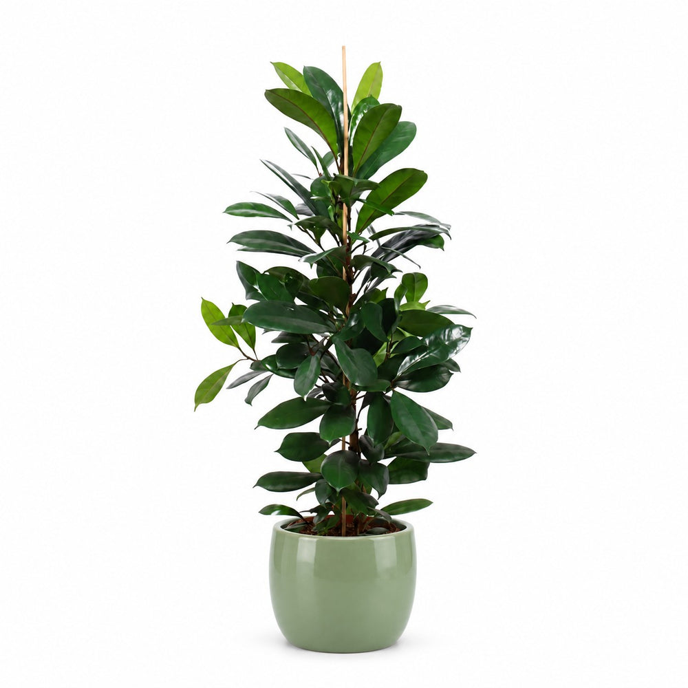 Ficus Cyathistipula - 105cm, Stylingbeispiel im Übertopf (Übertopf nicht enthalten)
