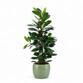 Ficus Cyathistipula - 105cm, Stylingbeispiel im Übertopf (Übertopf nicht enthalten)