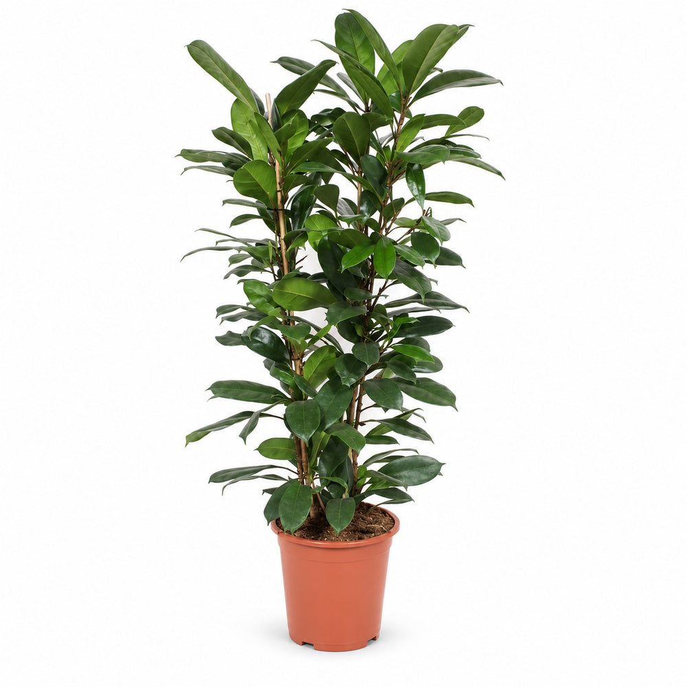 Ficus Cyathistipula (120cm, Ø27cm) im Kulturtopf