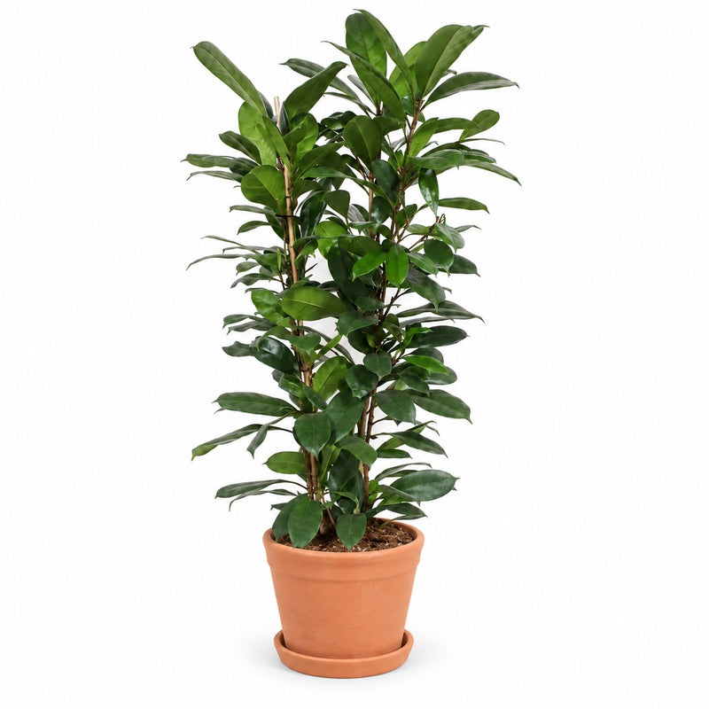 Ficus Cyathistipula Detail