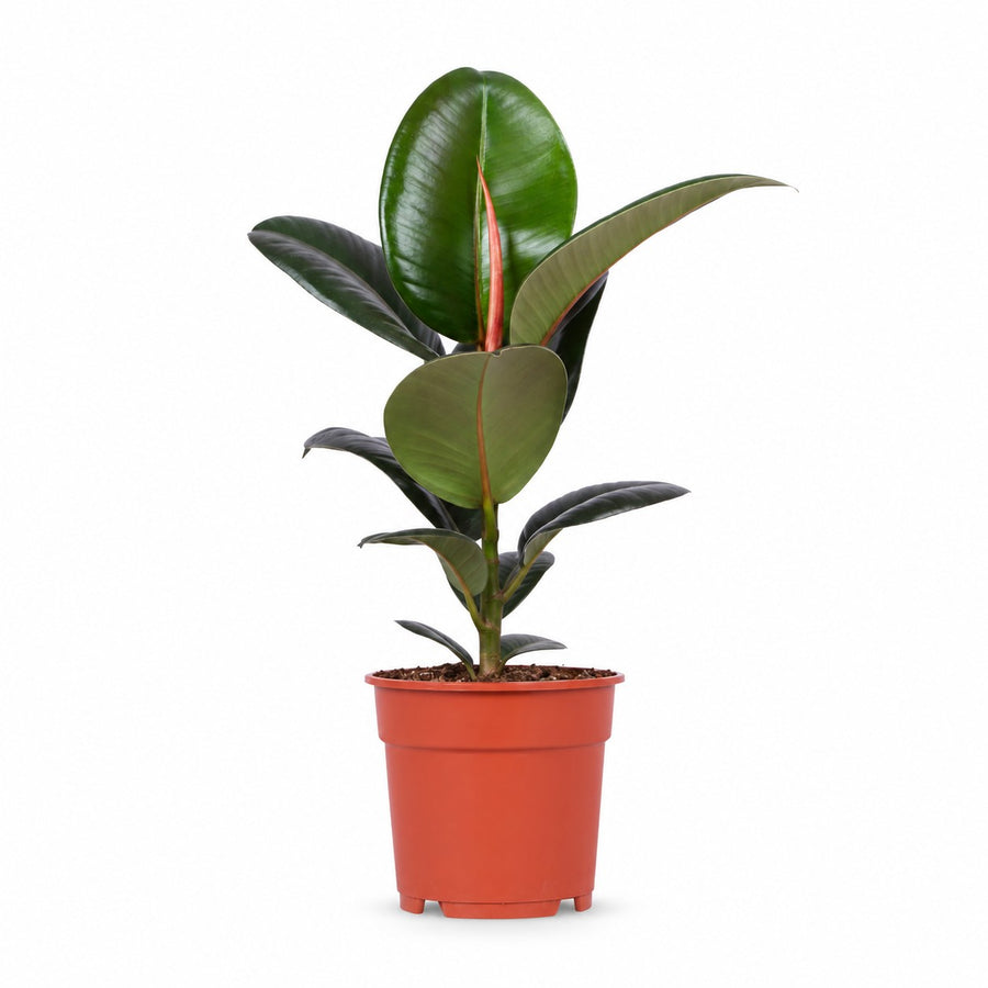 Ficus Elastica Robusta (55cm, Ø17cm) im Kulturtopf