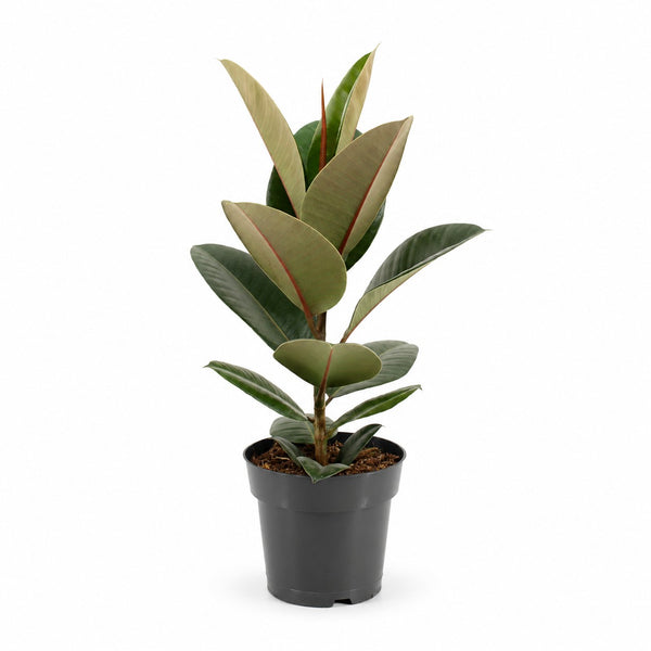 Ficus Elastica Robusta - 55cm im Kulturtopf
