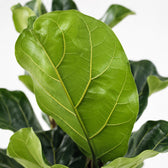 Ficus Lyrata (100cm, Ø21cm), Nahaufnahme Blatt