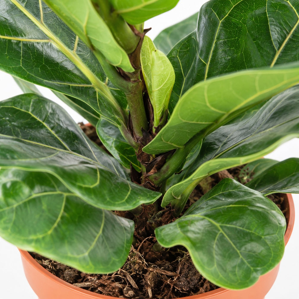 Ficus Lyrata (100cm, Ø21cm), Nahaufnahme Wuchs und Triebansatz