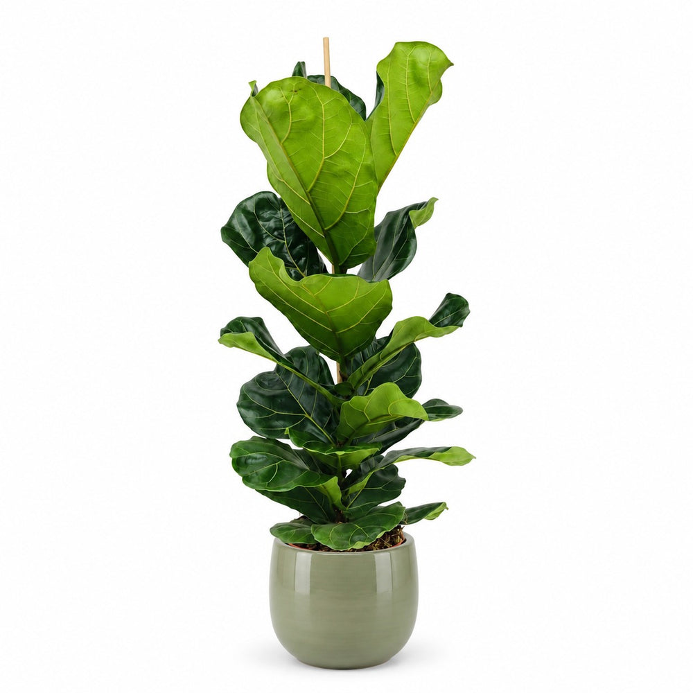 Ficus Lyrata (100cm, Ø21cm), Stylingbeispiel im Übertopf (Übertopf nicht enthalten)