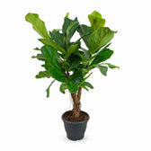 Ficus Lyrata (100cm, Ø26cm Set) im Kulturtopf