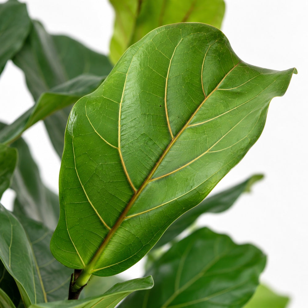 Ficus Lyrata (100cm, Ø26cm Set), Nahaufnahme Blatt